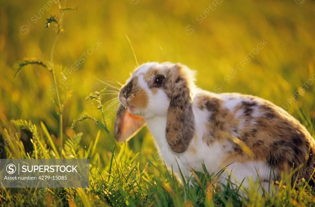 skewbald pygmy rabbit - on meadow