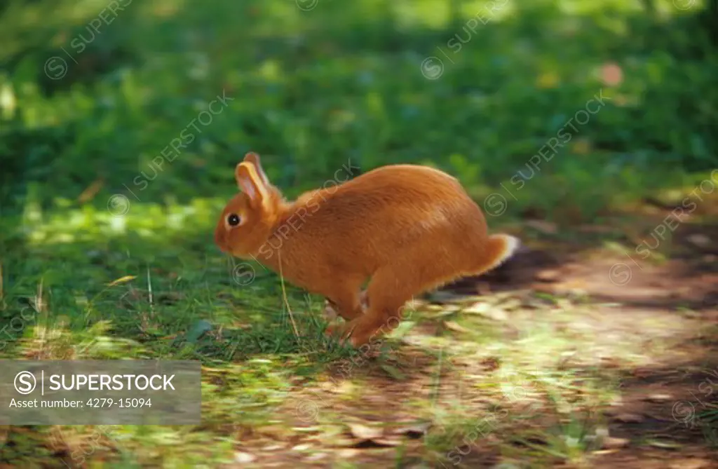 red dwarf rabbit - running