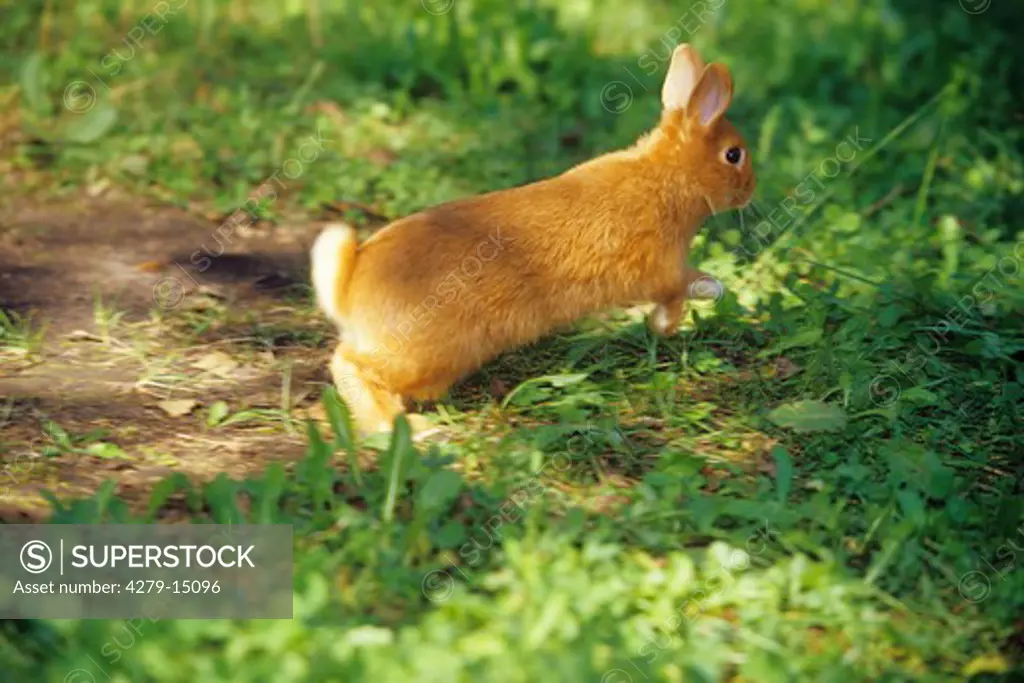 red pygmy rabbit - running