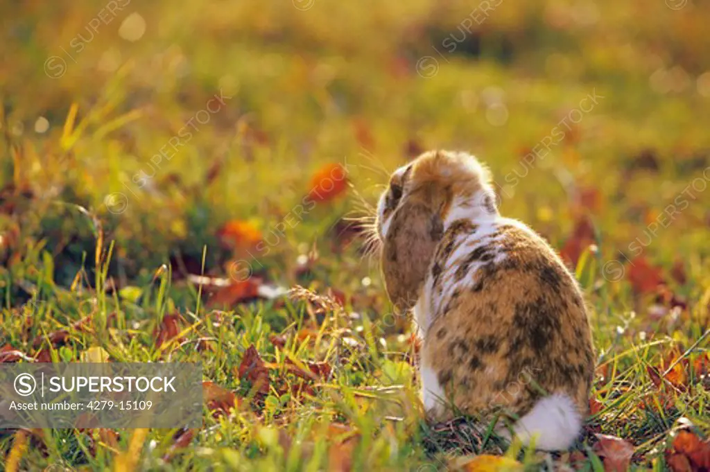 pygmy rabbit - on autumn meadow - from behind
