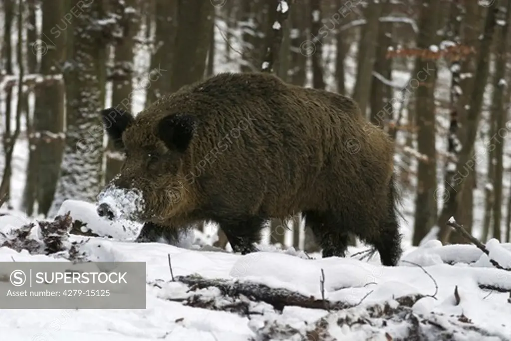 wild boar - in winter, Sus scrofa