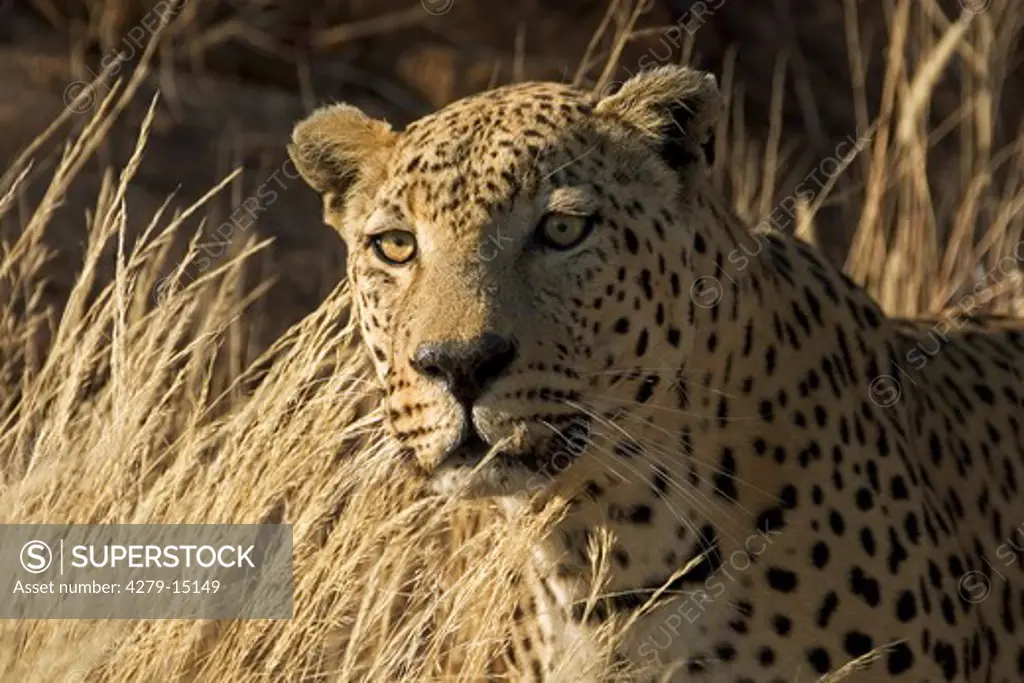 leopard - portrait, Panthera pardus