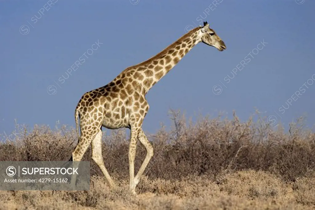 giraffe - walking lateral, Giraffa camelopardalis