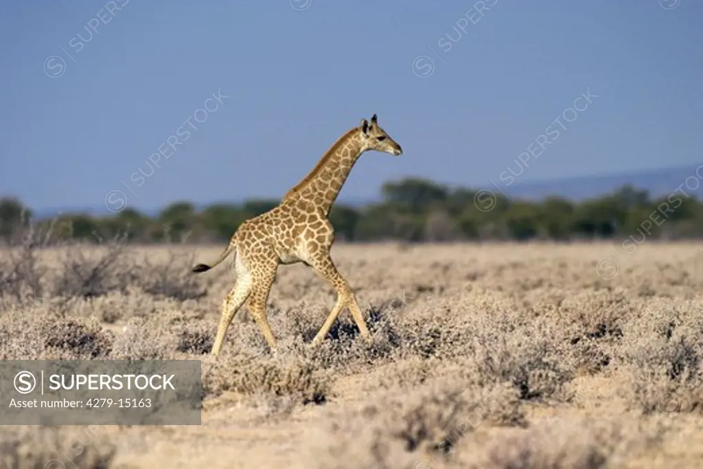young giraffe - running through steppe, Giraffa camelopardalis