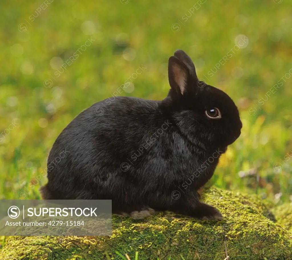 dwarf rabbit - sitting on moss