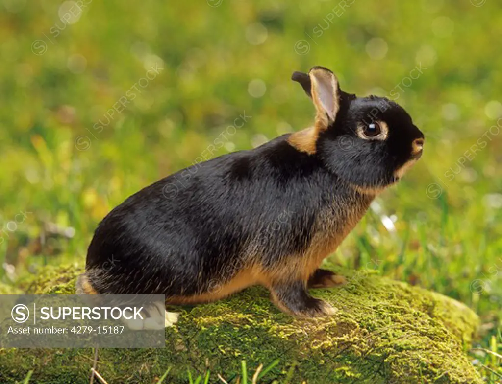 dwarf rabbit - sitting on moss