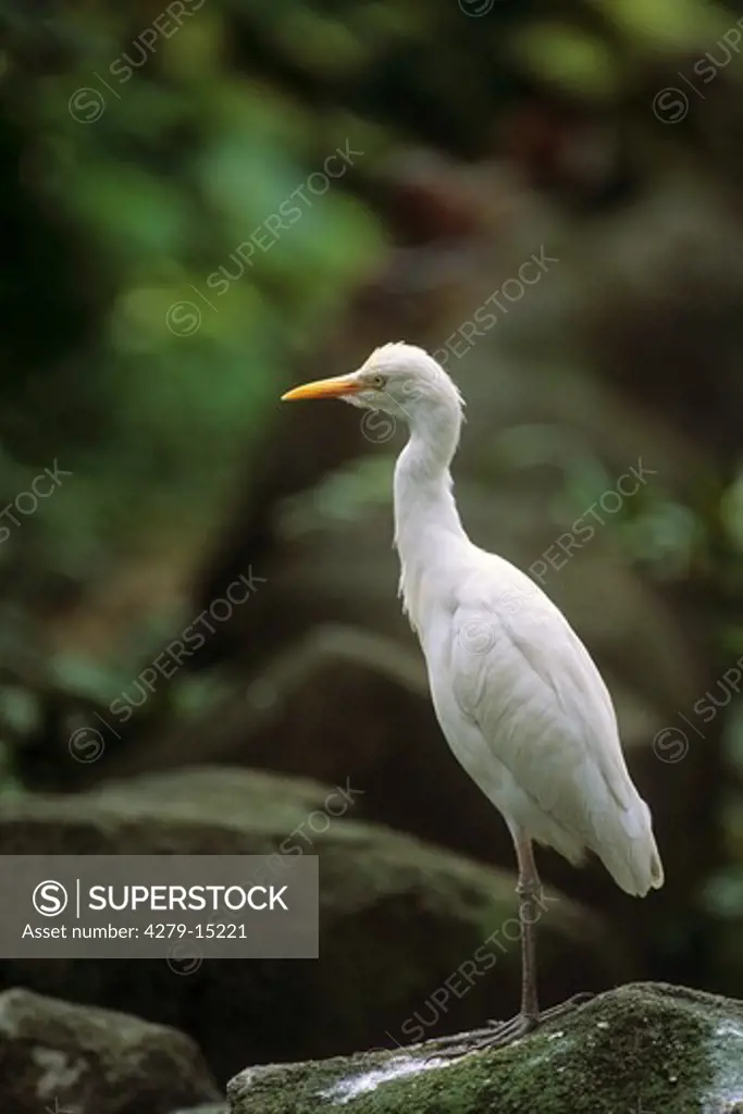 cattle egret standing on rock, Bubulcus ibis