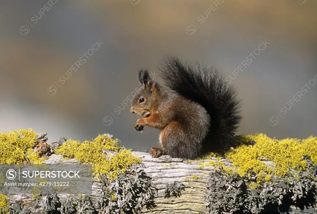 red squirrel sitting on tree trunk, Sciurus vulgaris