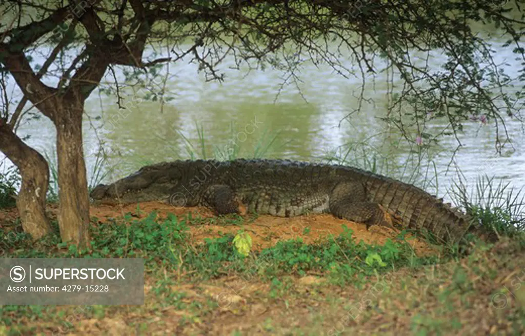 mugger crocodile lyin at the shore, Crocodylus palustris
