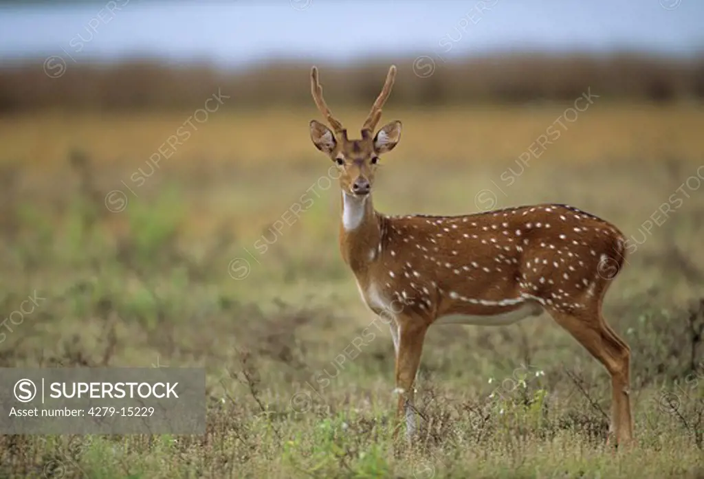 spotted deer - standing lateral, Axis axis