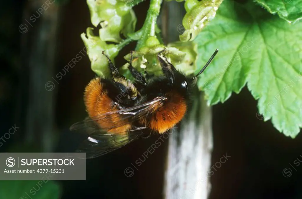 tawny mining bee, Andrena fulva