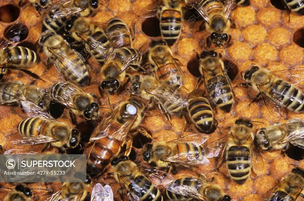 honey bees and queen, Apis mellifera