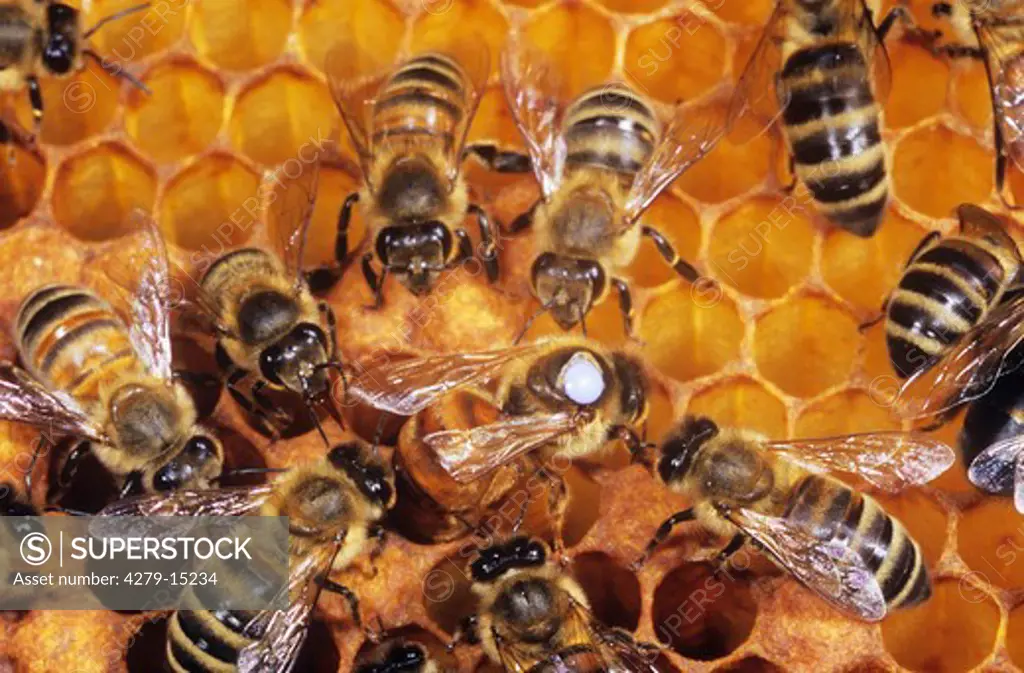 honey bees and queen - egg deposition, Apis mellifera