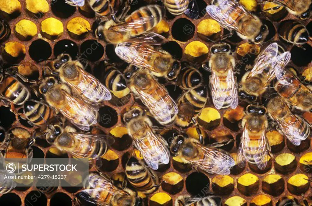 honey bees at cells with pollen