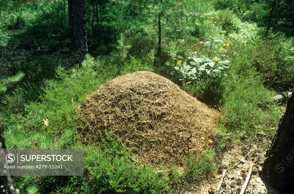 Ant-hill of carpenter ants, Camponotus