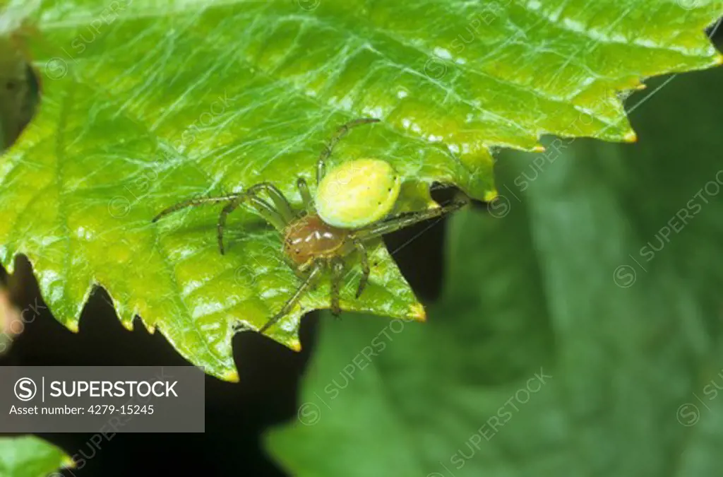 crab spider on leaf, Thomisidae