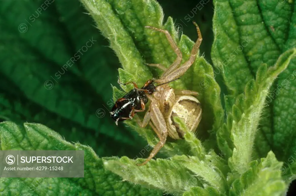 crab spider with booty, Thomisidae