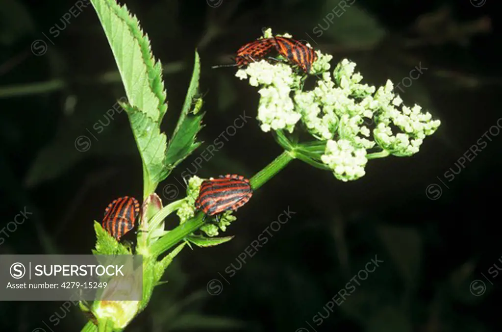 shield bugs on flower, Graphosoma lineatum