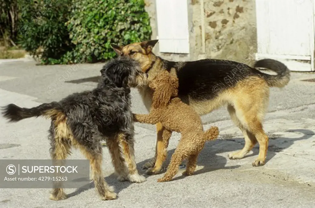 dog encounter : shepherd dog, poodle and half breed dog