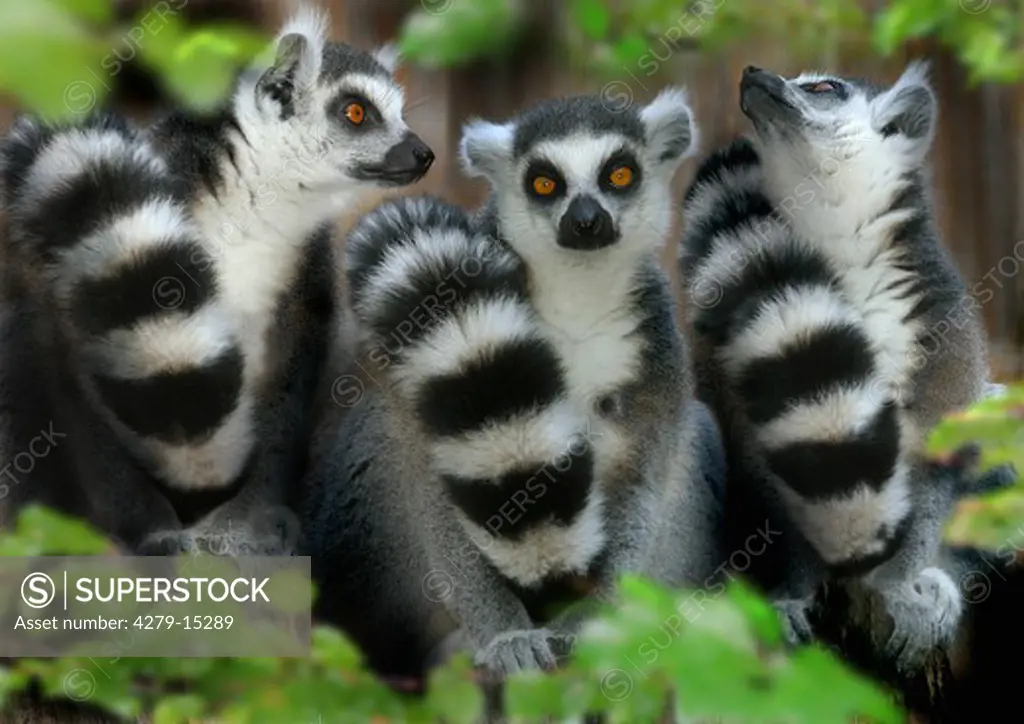 three Ring-tailed Lemurs, Lemur catta