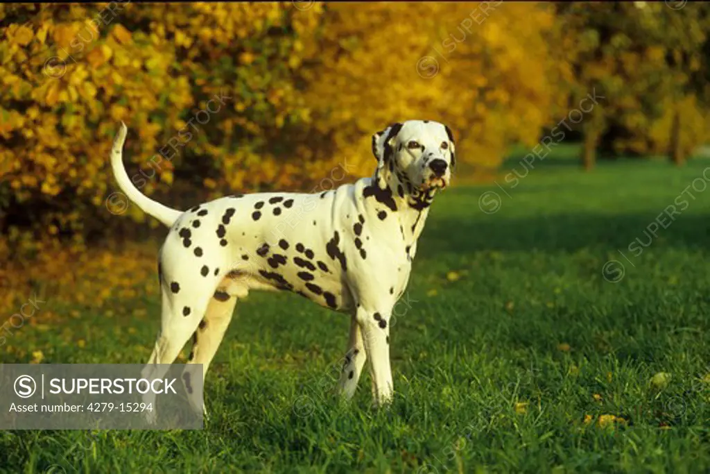 Dalmatian dog in front of foliage