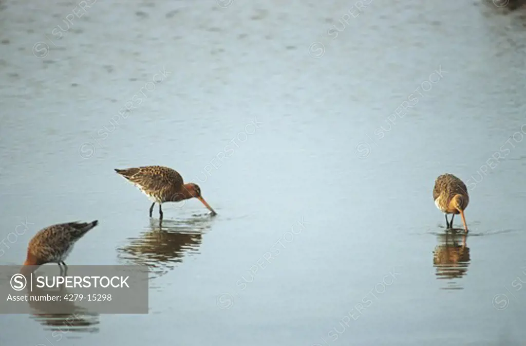 black-tailed godwit in water, Limosa limosa