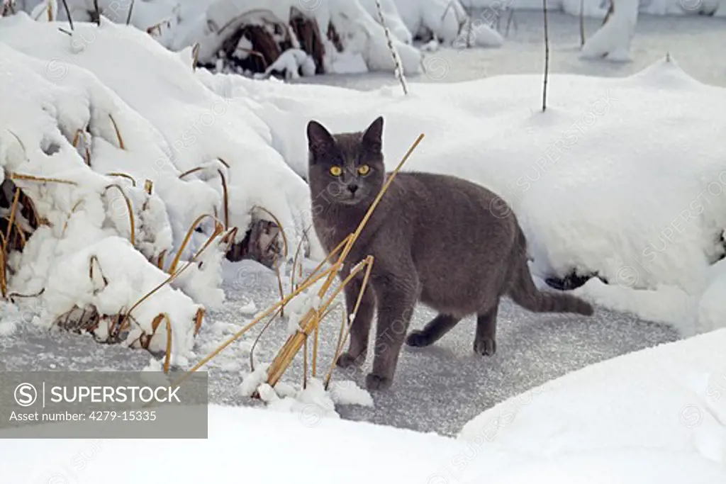 Carthusian cat standing on ice