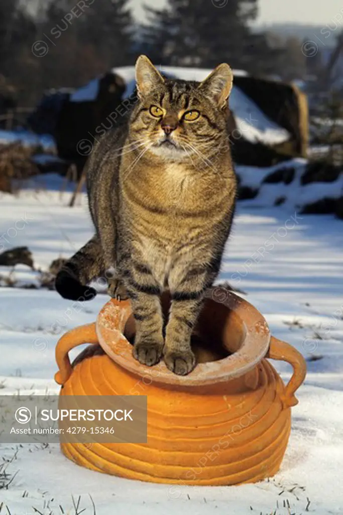 domestic cat sitting on amphora - in snow