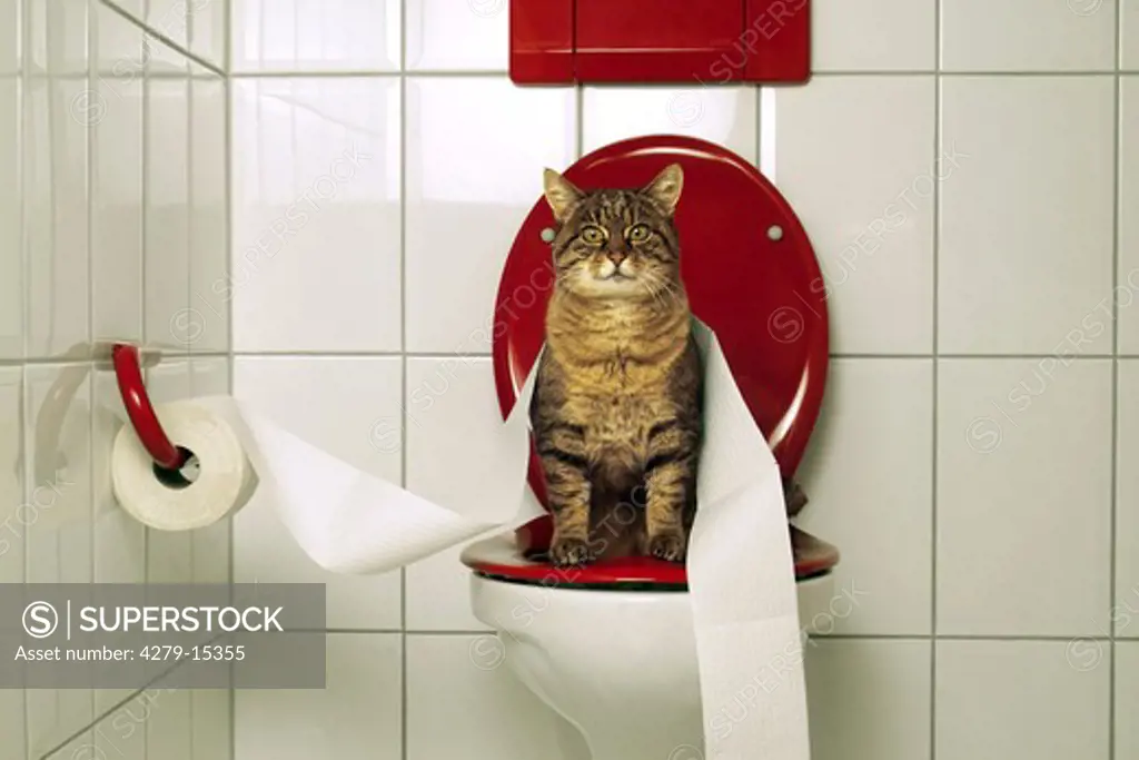 domestic cat on toilet