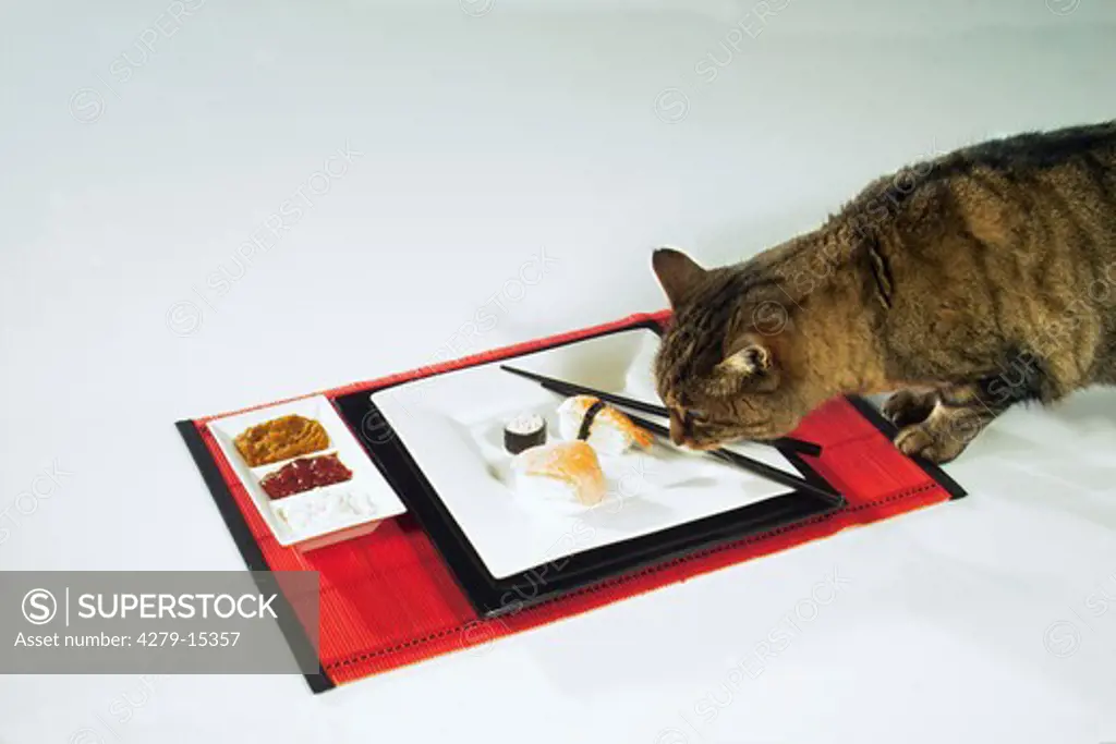 domestic cat with sushi