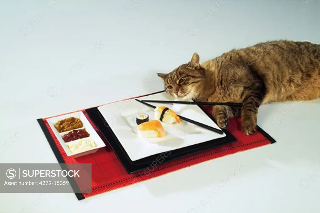 domestic cat with sushi