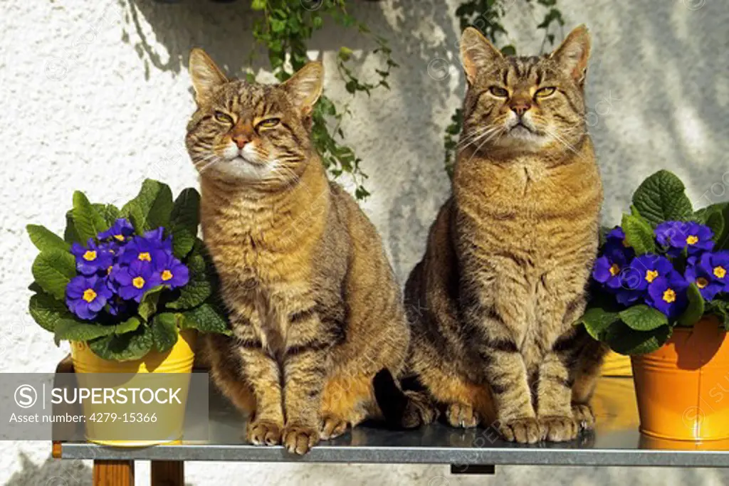two domestic cats between primroses