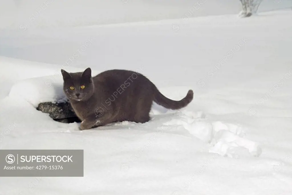 Carthusian cat in snow