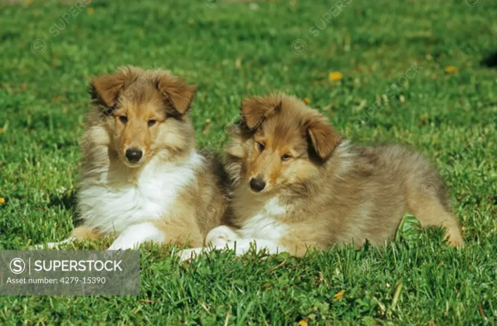 2 Collie puppies on meadow