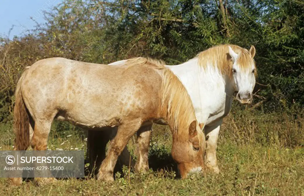 cold-blooded horse and Percheron