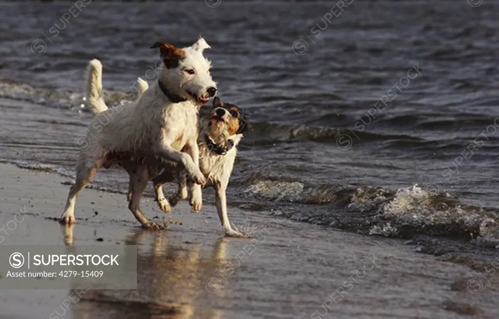 two Jack Russell Terrier - playing - at the shore