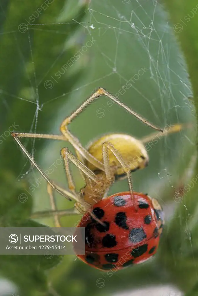 spider munching ladybird