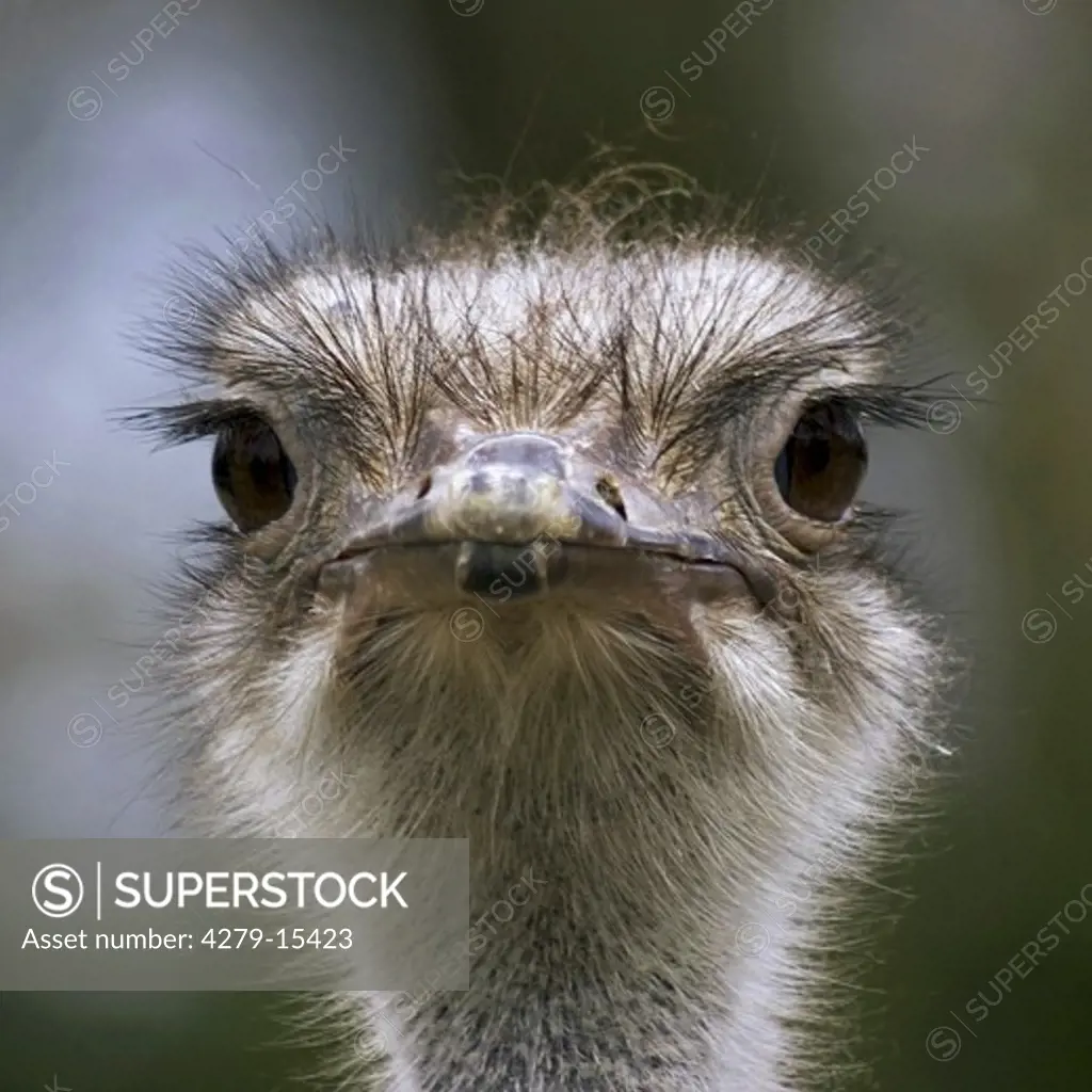 ostrich - portrait