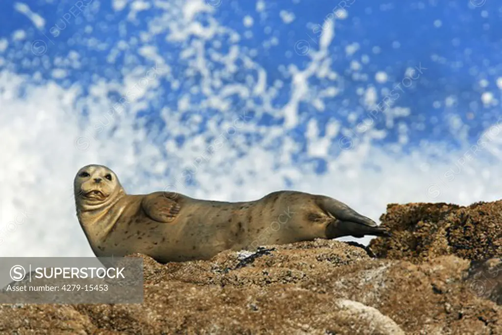 harbor seal on rock, Phoca vitulina