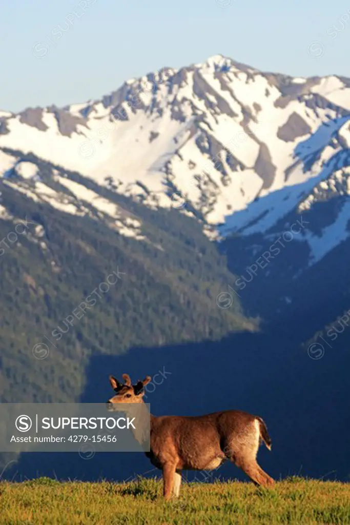 mule deer on meadow, Odocoileus hemionus