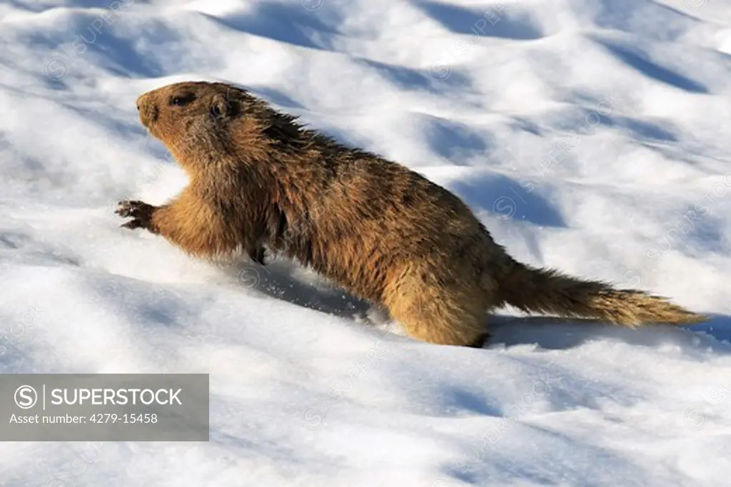 hoary marmot in snow, Marmota caligata