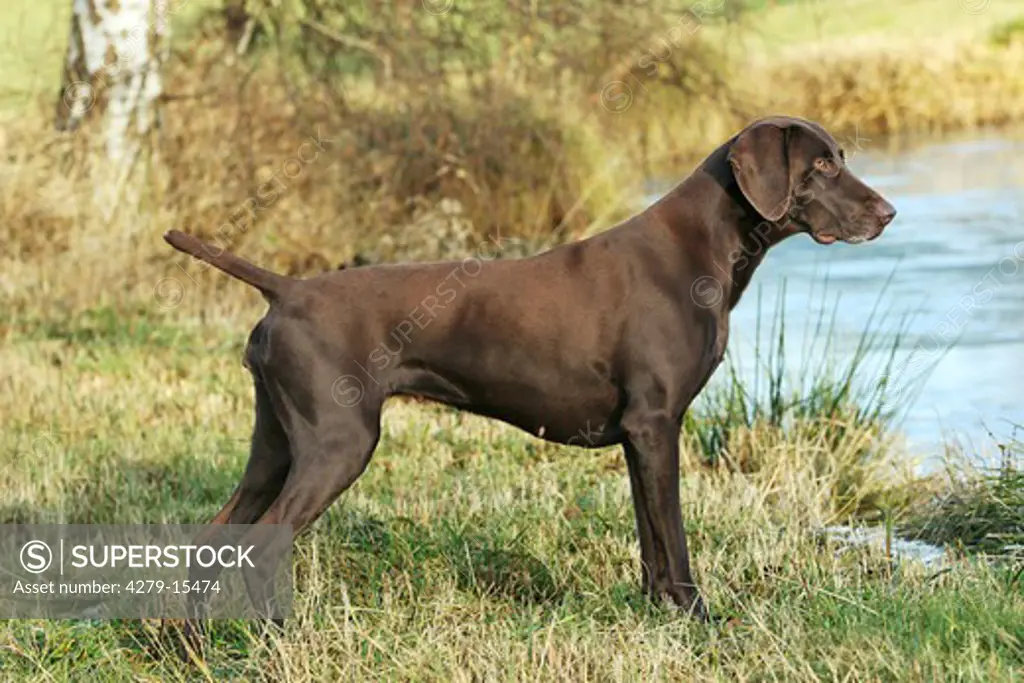 German shorthaired pointer - standing at the shore
