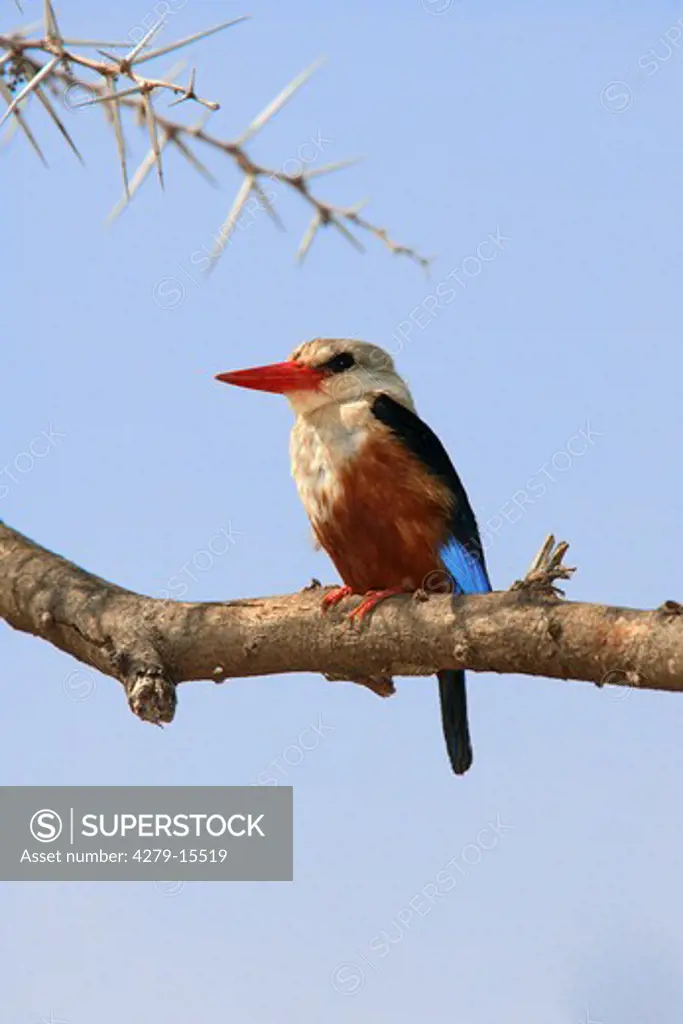 grey-heade kingfisher, Halcyon leucocephala