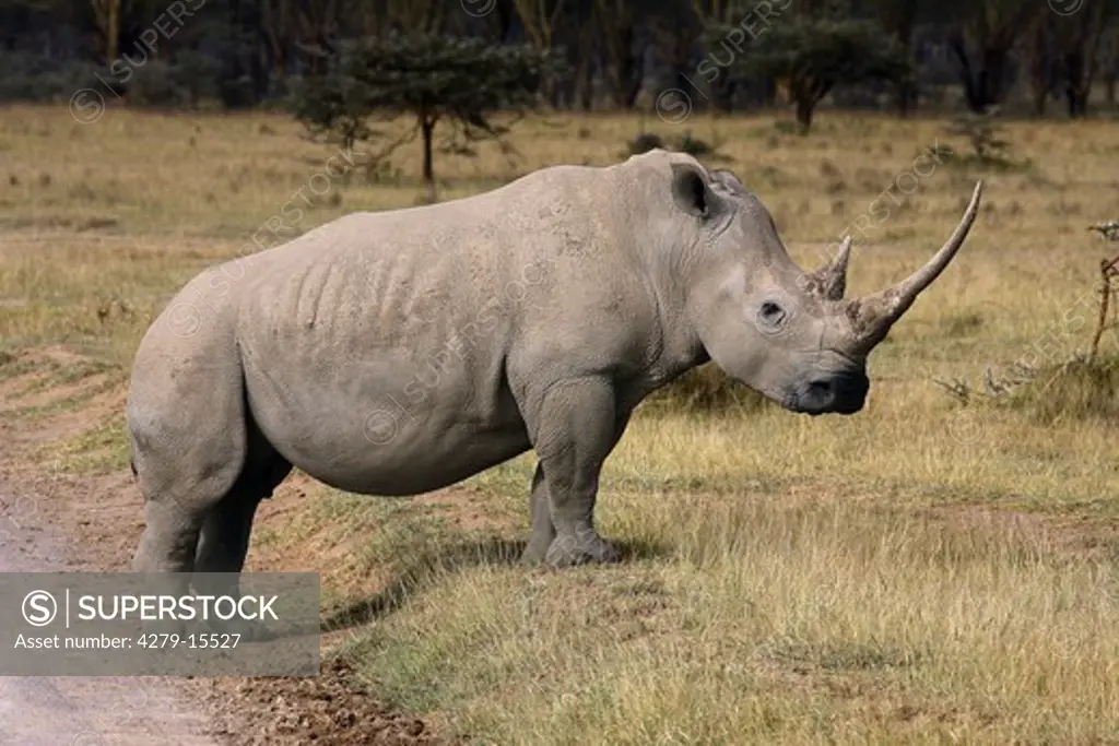 white rhinoceros - standing lateral, Ceratotherium simum