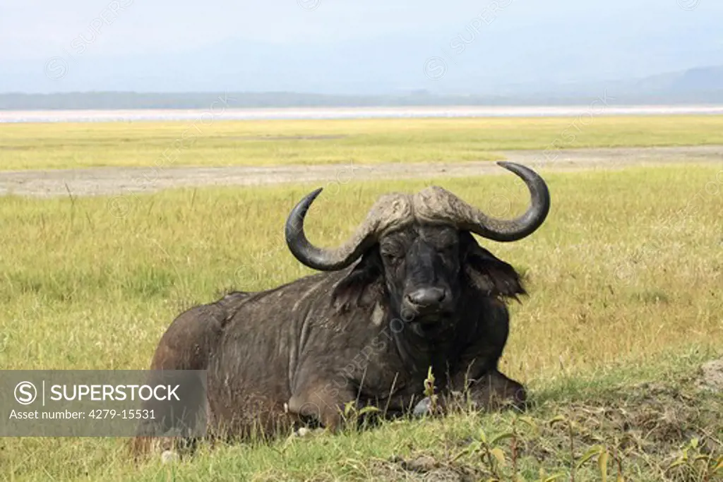 African buffalo lying, Syncerus caffer