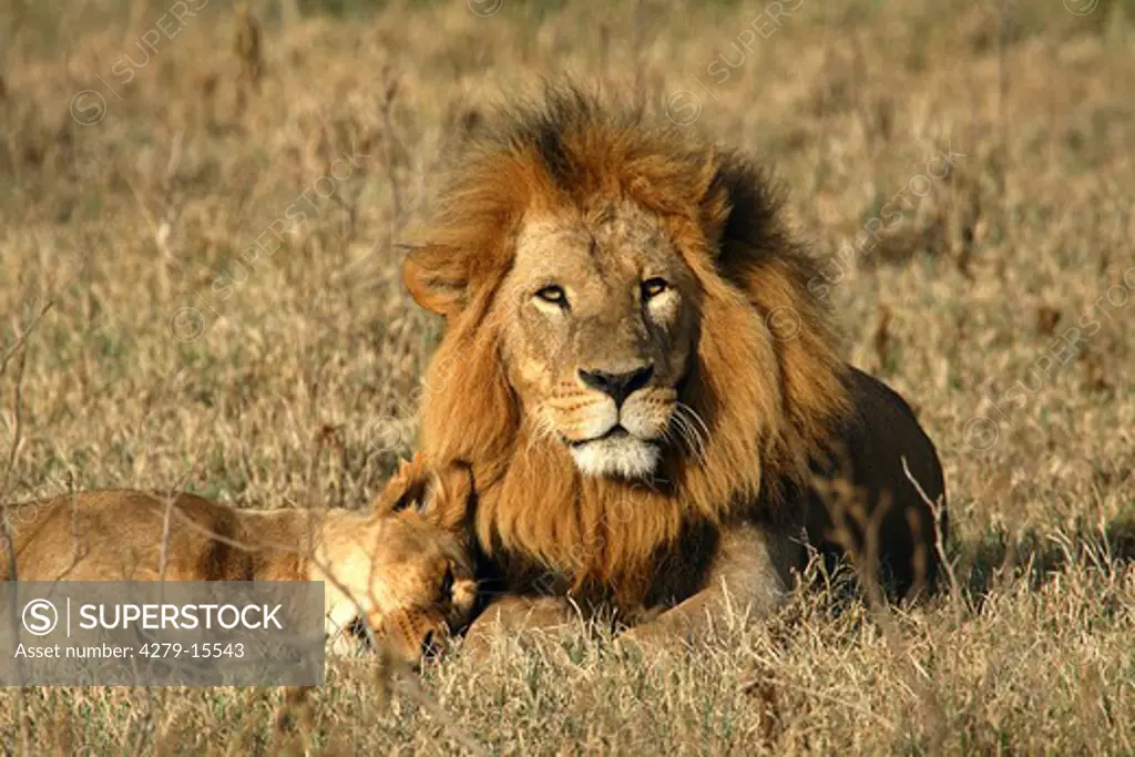 lion with lioness, Panthera leo
