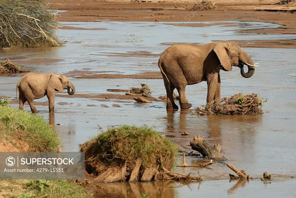 African elephant with cub - at river