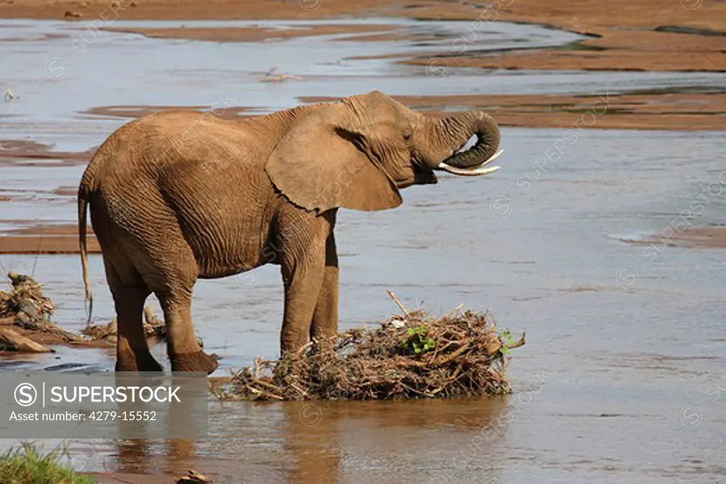 African elephant - drinking, Loxodonta africana