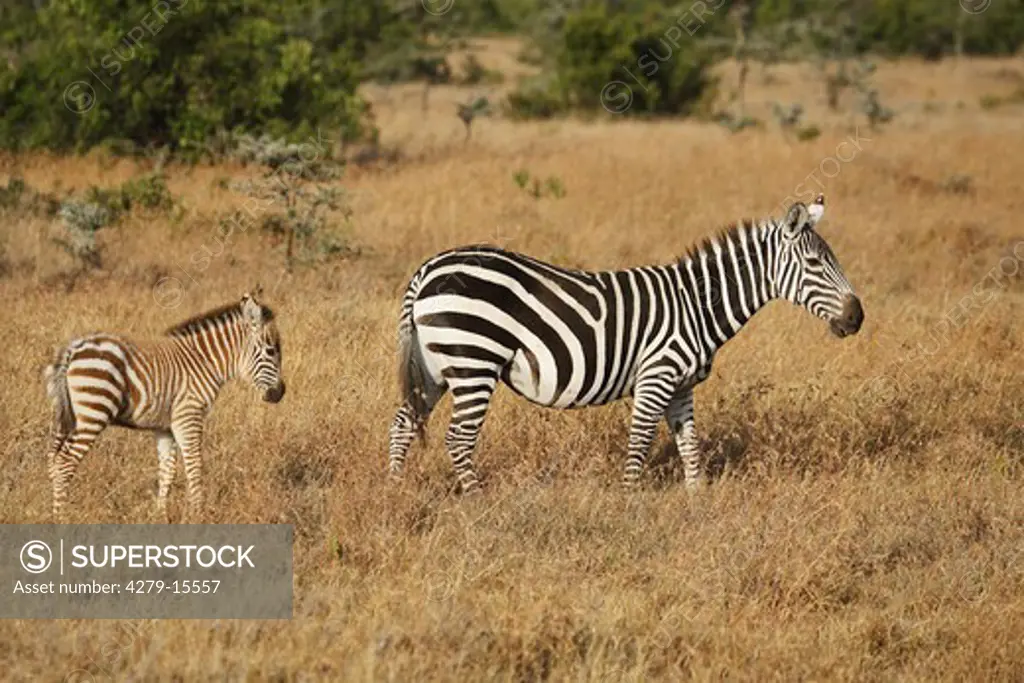 Grant's zebra with cub, Equus quagga boehmi