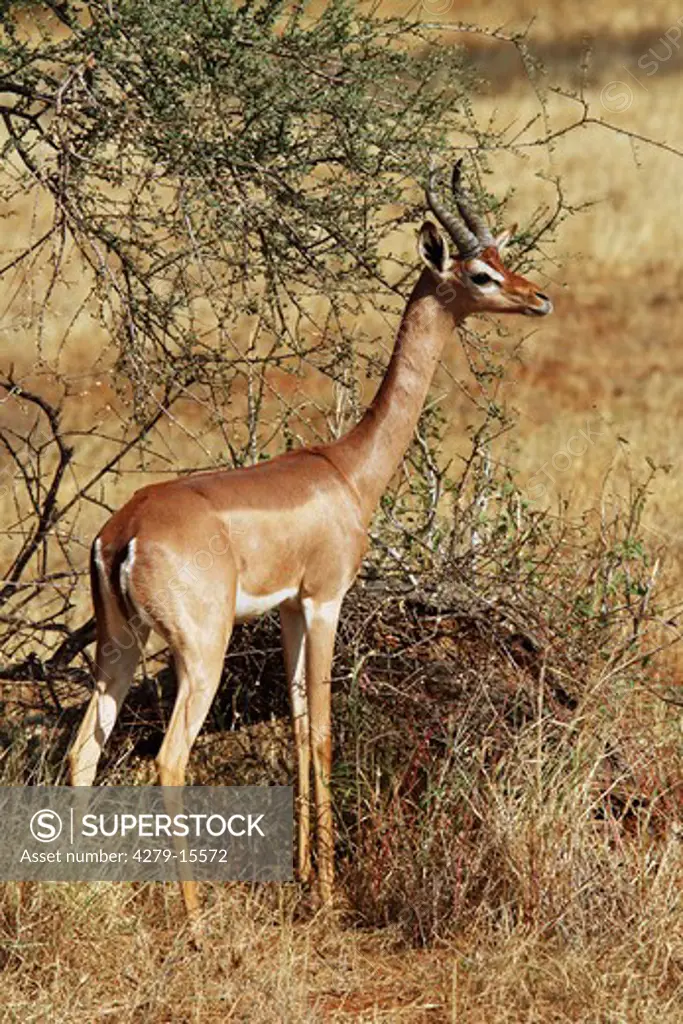 gerenuk - standing lateral, Litocranius walleri